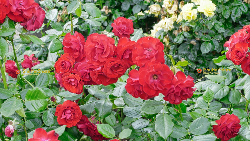 Vibrant Red Roses in Bloom