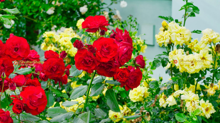Blooming Red and Yellow Roses - Brno, Czech Republic