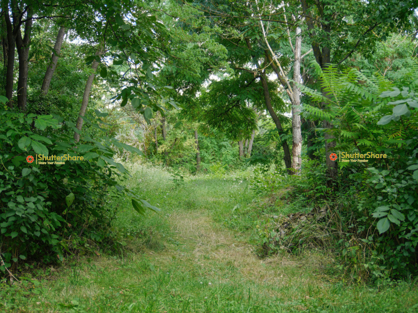 Sunlit Forest Path