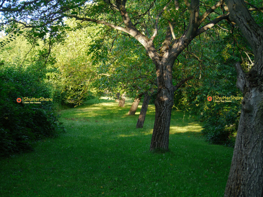 Sunlit Path Through a Green Park