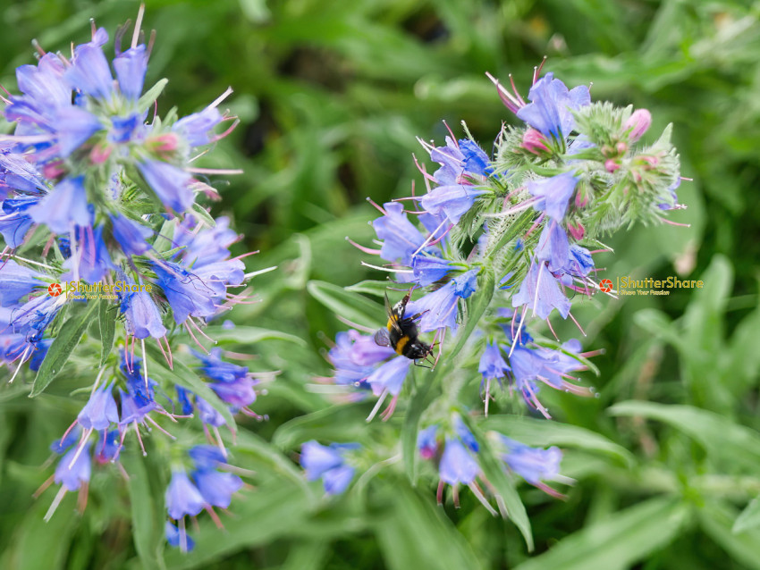 Bumblebee on Purple Wildflowers
