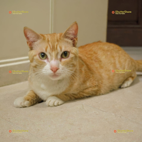 Orange and White Tabby Cat Relaxed in a Cozy Curl