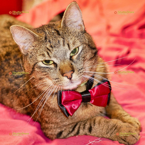 Tabby Cat Wearing Red Bow Tie on Pink Blanket
